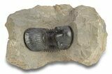 Paralejurus Trilobite With Amazing Preparation - Atchana, Morocco #254098-2